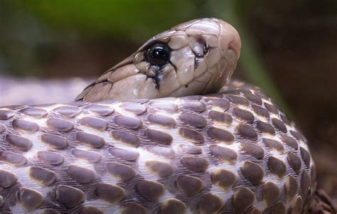 karakteristik ular